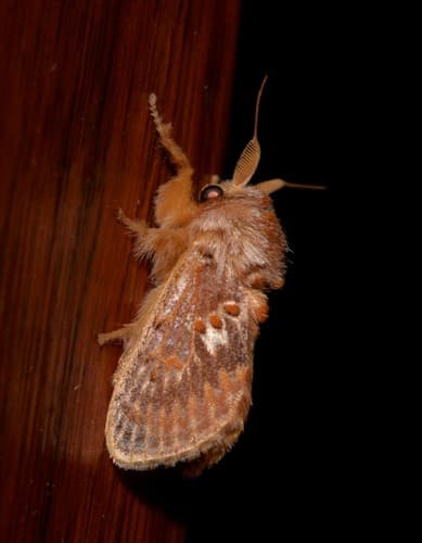 Orange Cup Moth