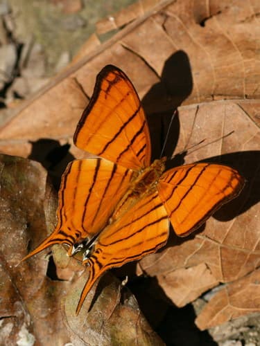 Orange Daggerwing