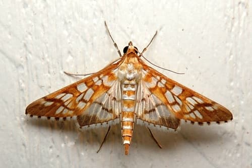 Orange Epipagis Moth