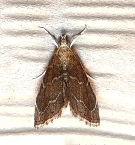 Orange-headed Stegea