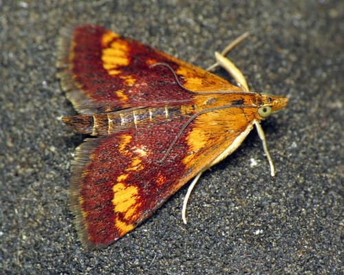 Orange Mint Moth