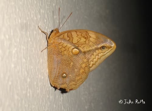 Orange Owl-butterfly