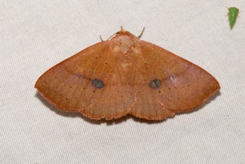 Orange Panopoda Moth