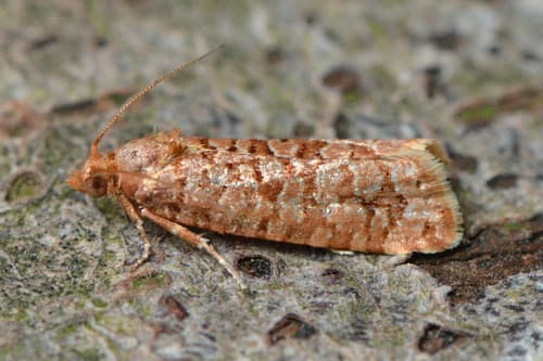 Orange Pine Tortrix