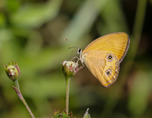 Orange Ringlet