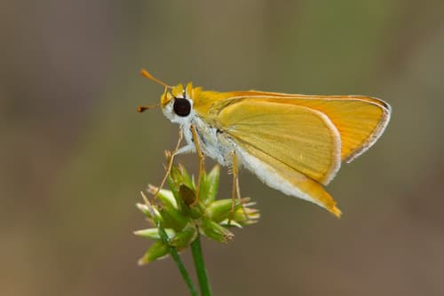 Orange Skipperling