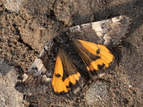 Orange Underwing