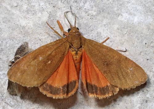 Orange Virbia Moth
