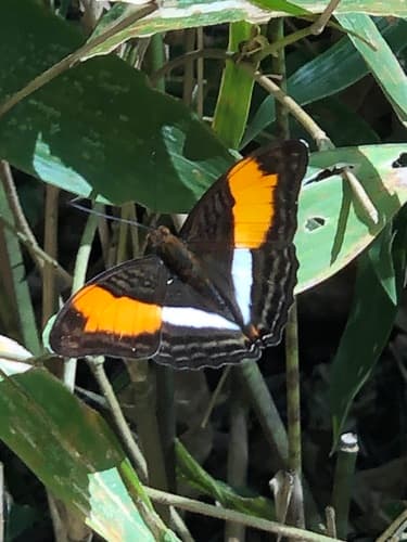 orange-washed sister