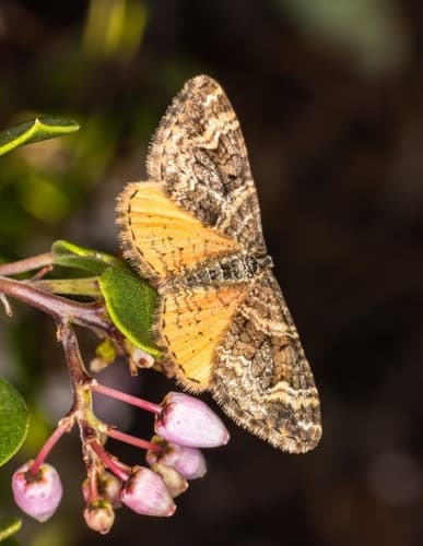 Orange-winged Carpet