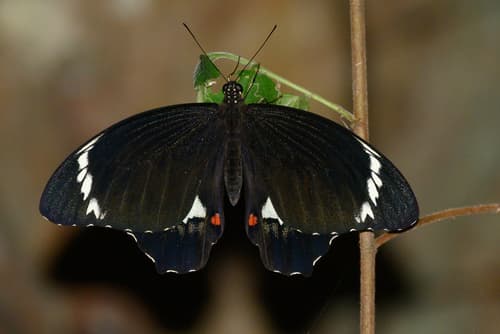 Orchard Swallowtail