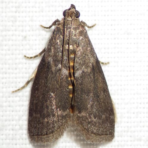 No widely recognized common name