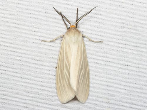 Oregon Cycnia Moth