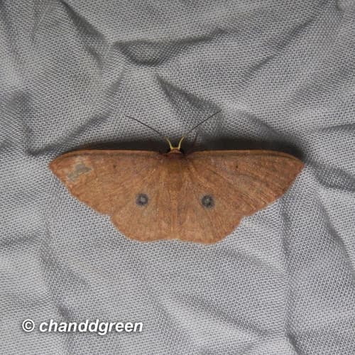 Organopoda carnearia