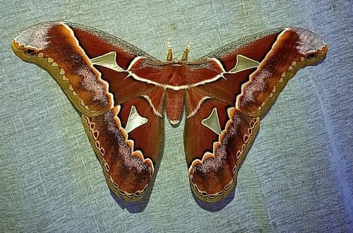 Orizaba silkmoth
