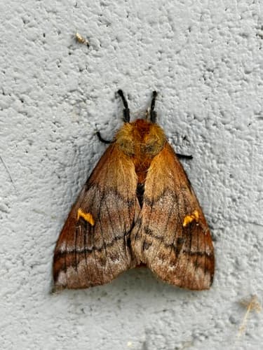 Ormiscodes amphimone