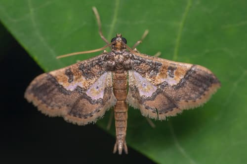 Ornate Hydriris Moth