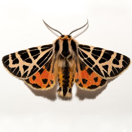 Ornate Tiger Moth
