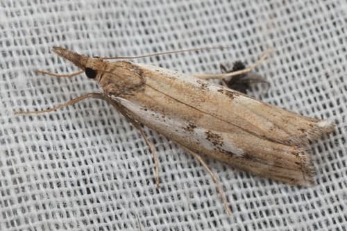 Common Grass Moth
