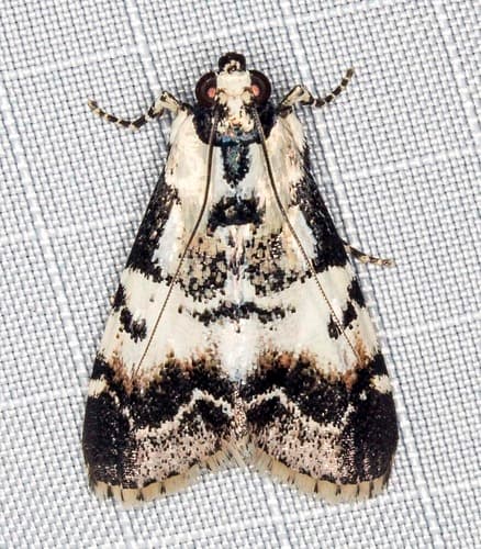 Orthaga seminivea