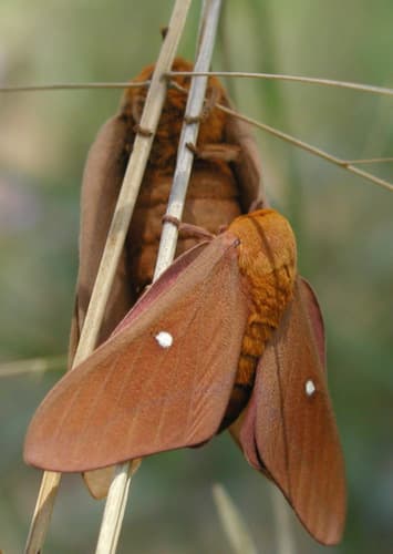 Oslar's Oakworm Moth