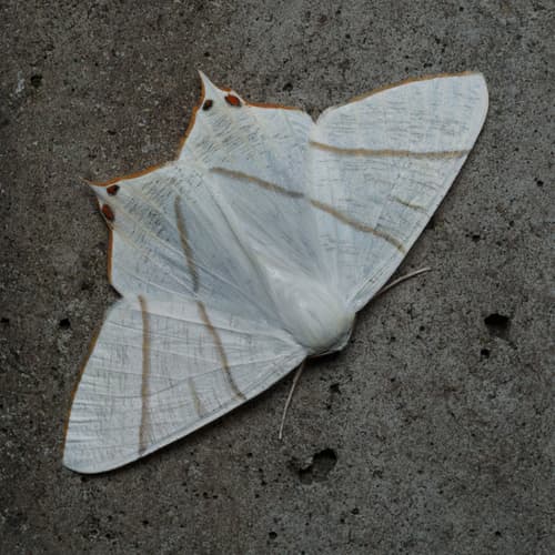 Snowy Swallowtail Moth