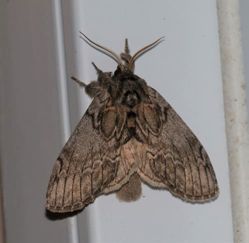 Oval-based Prominent