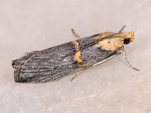 Transverse Scopariine Moth