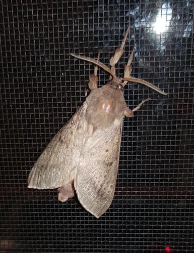 Silvanus Ghost Moth