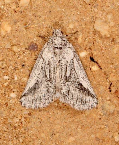 Oxycnemis fusimacula