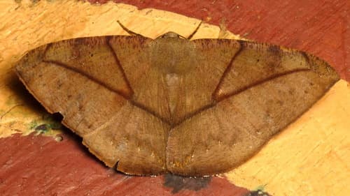 Trychiata Geometer