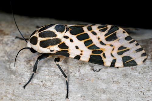 Oxyptera laeta