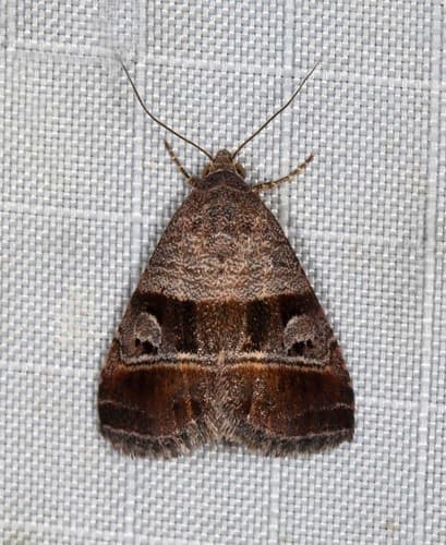 Ozarba punctigera