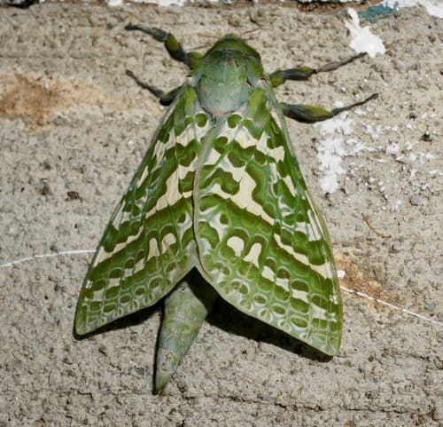Pūriri moth