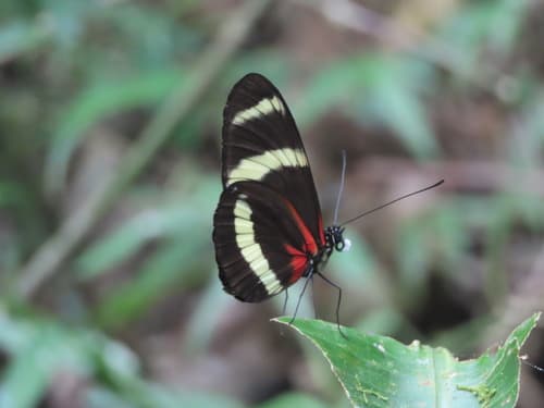 Pachinus longwing