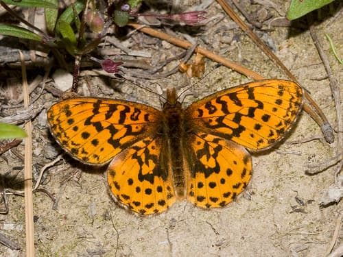 Pacific Fritillary