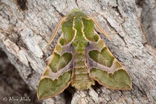 Pacific Green Sphinx