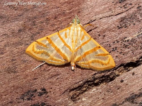 No widely accepted common name