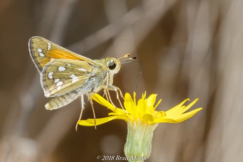 Pahaska Skipper