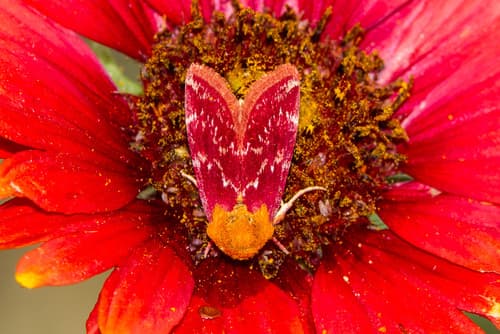 Painted Schinia Moth