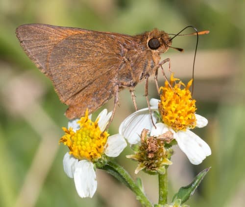 Palatka Skipper