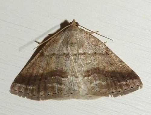 Pale Alder Moth