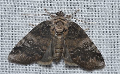 Pale Baileya Moth