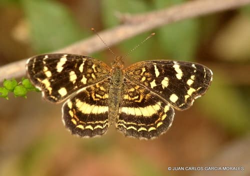 Pale-banded Crescent