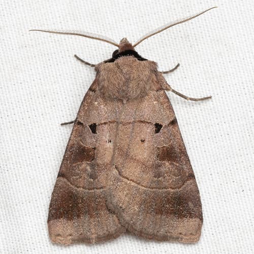 Pale-banded Dart
