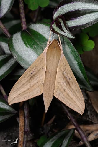 Pale Brown Hawkmoth