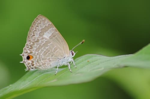 Pale Ciliate-blue