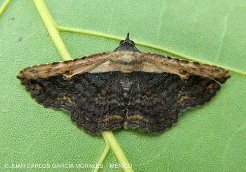 Pale-edged Selenisa