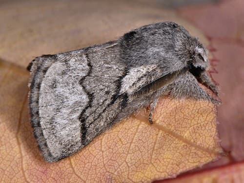 pale eggar