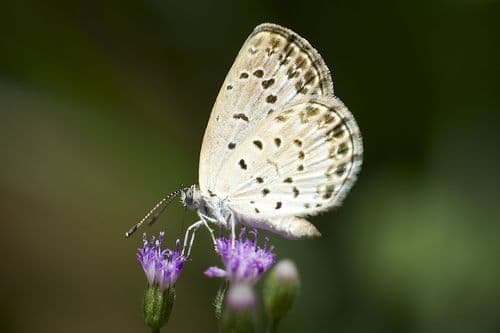 Pale Grass Blue
